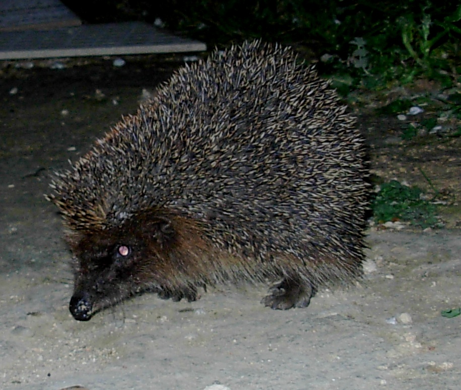 Riccio, ospite notturno